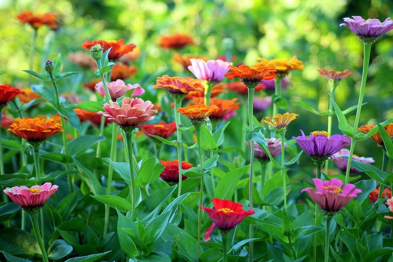 Colorful Flowers