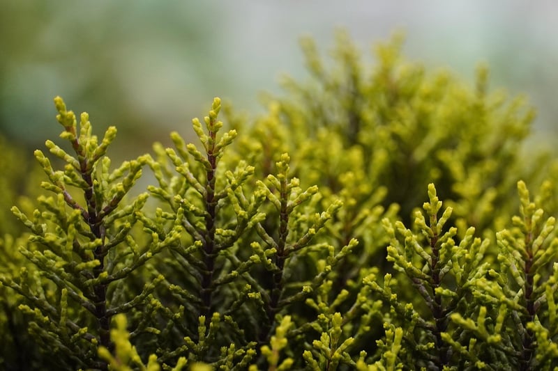 Shrubs